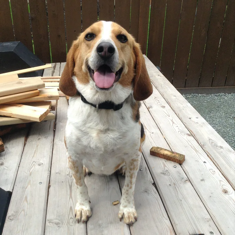 A senior medium-sized male Tricolor (Brown, Black, & White) Beagle dog named Benji for adoption in Kent, WA