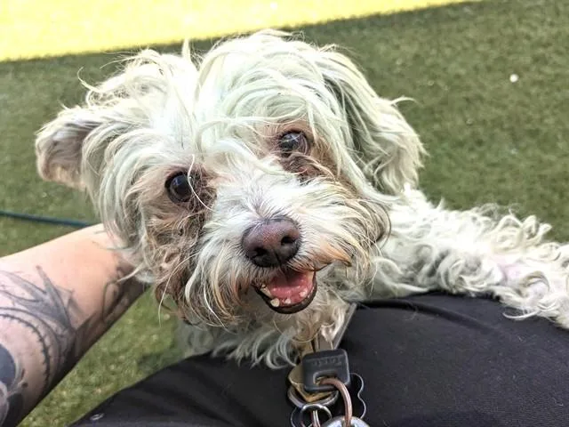 An adult small-sized female Poodle dog named Clover for adoption in Phoenix, AZ