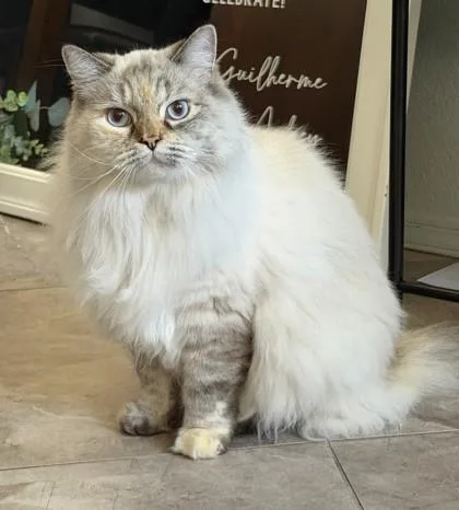 An adult small-sized female Ragamuffin cat named Snowball for adoption in Phoenix, AZ