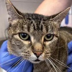 An adult medium-sized female Domestic Short Hair cat named Mazz for adoption in Brenham, TX