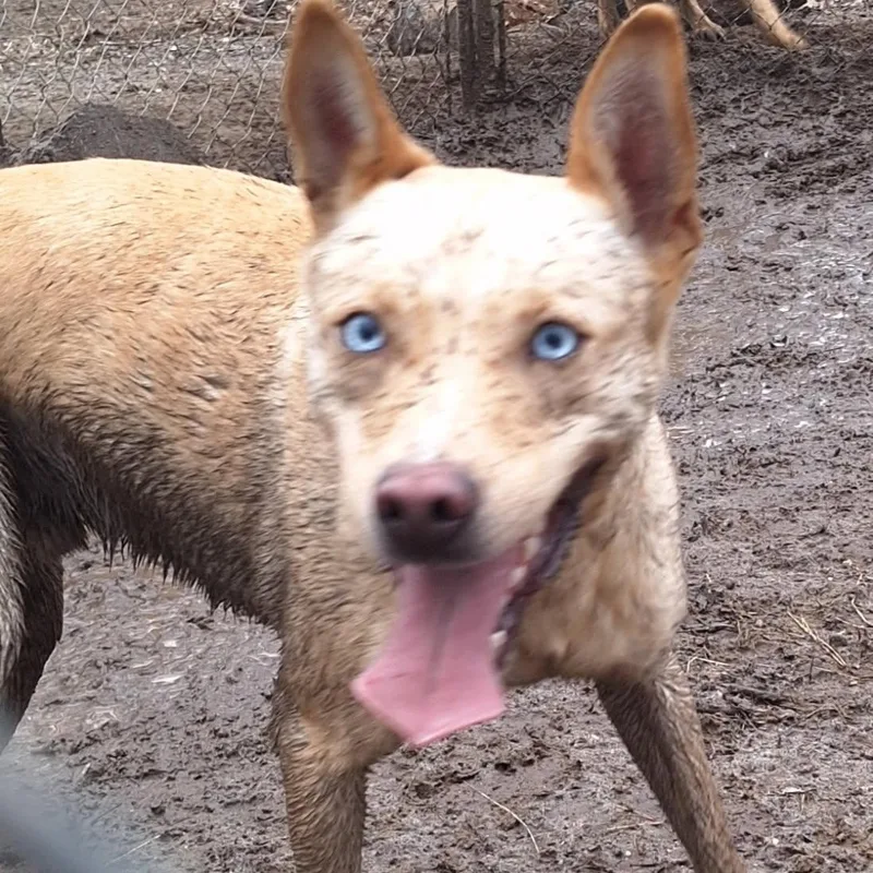 An adult medium-sized male Carolina Dog named Halo for adoption in New York, NY