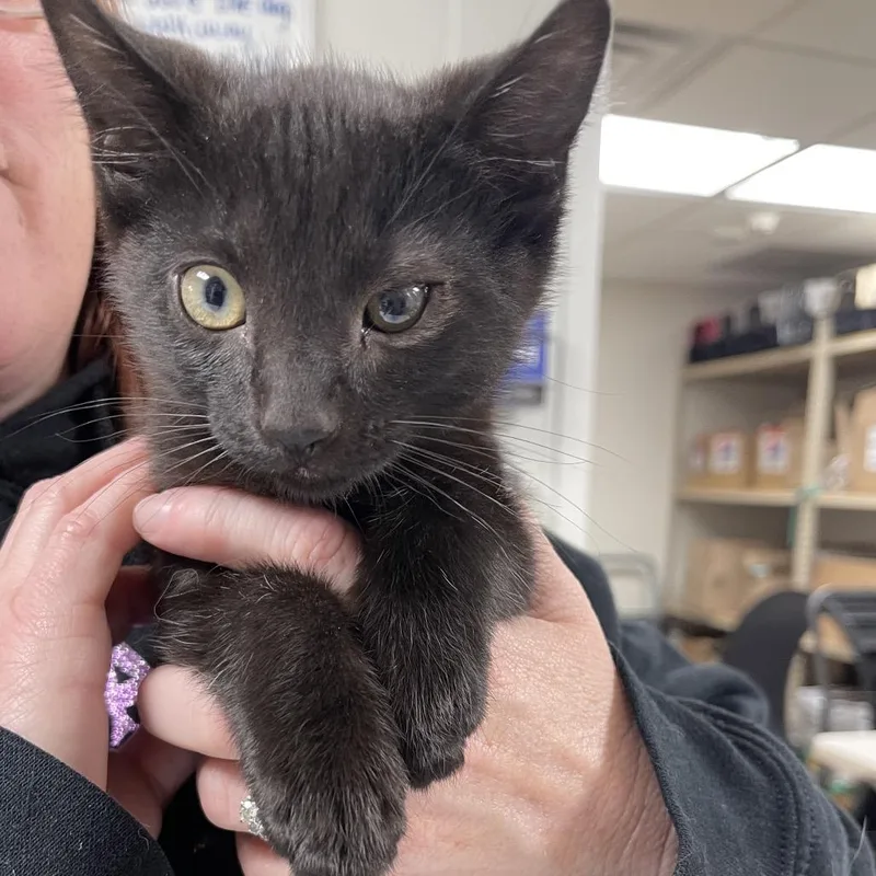 A baby small-sized male Black Domestic Short Hair cat named Tchalla for adoption in Canton, IL