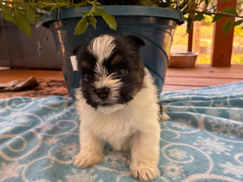 A baby small-sized male Terrier dog named Kanan Apr for adoption in Pacolet, SC