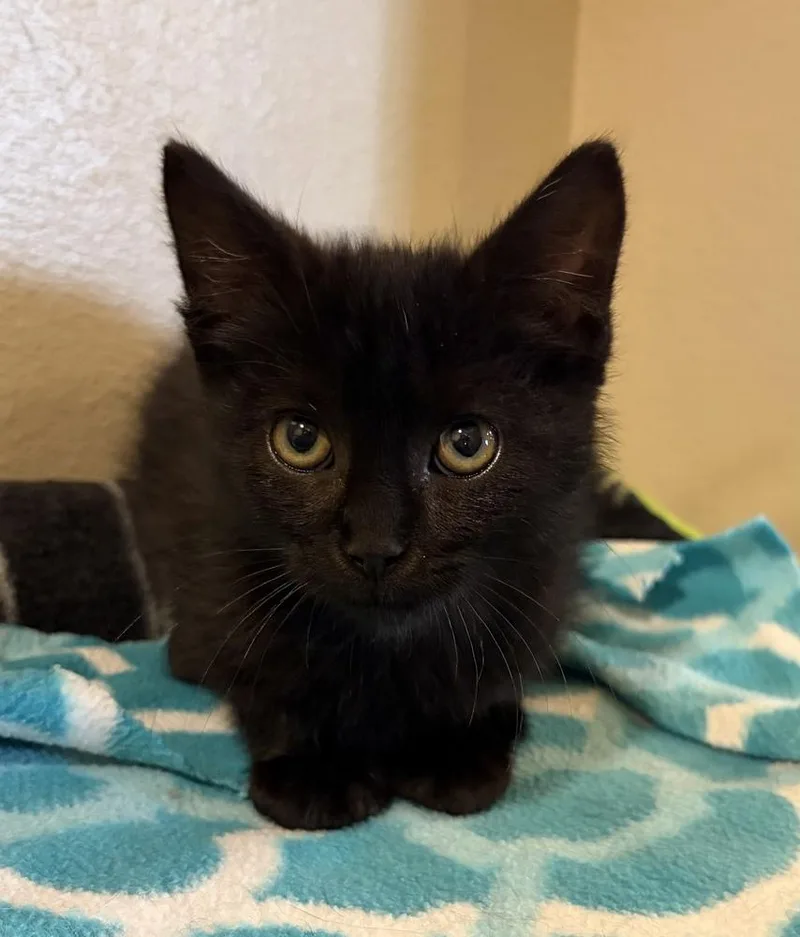 A baby small-sized male Black Domestic Short Hair cat named Melvin for adoption in Challis, ID