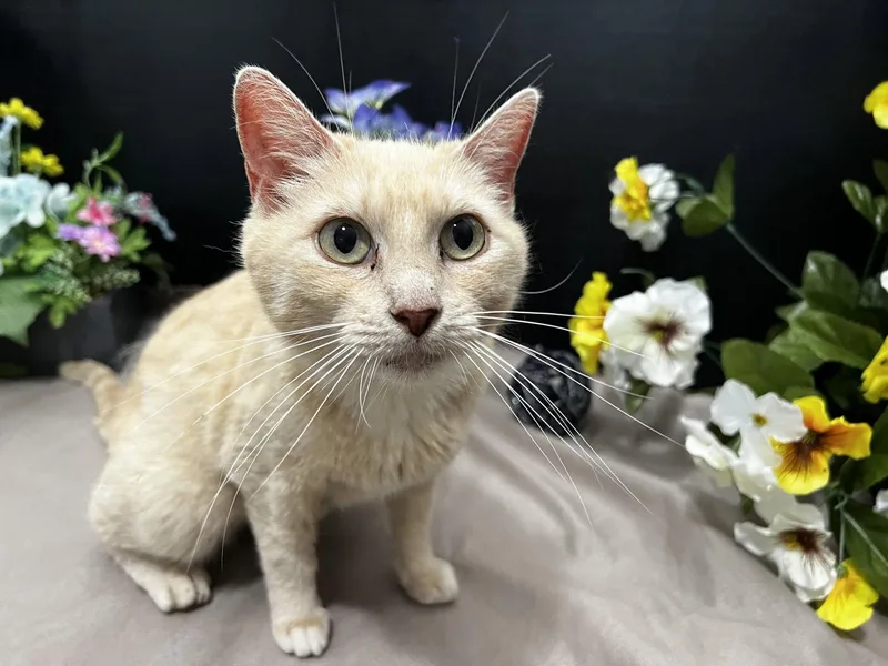 An adult medium-sized female Orange / Red Domestic Short Hair cat named Bama for adoption in Fayetteville, GA