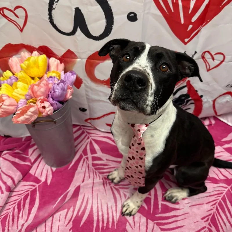 Steve "the Hair" Harrington