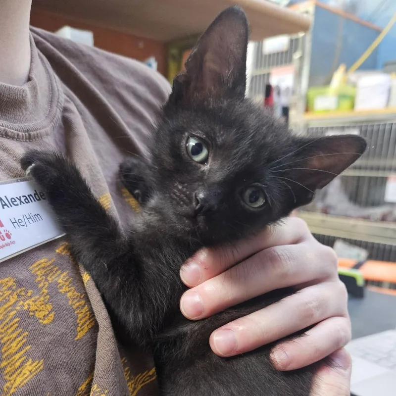 A baby small-sized male Black Domestic Short Hair cat named Minions for adoption in Austin, TX