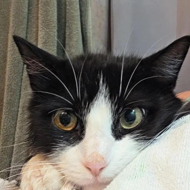 A young small-sized female Black Domestic Short Hair cat named Minnie for adoption in Bel Air, MD
