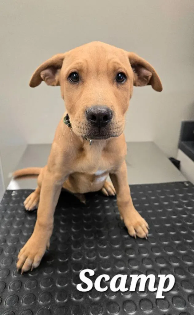 A baby large-sized male Hound dog named Scamp Yrly for adoption in Sidney, OH