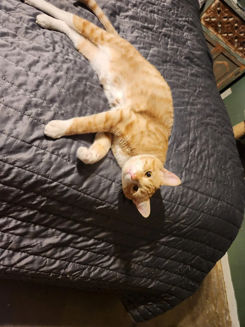 A young medium-sized male Domestic Short Hair cat named Boots for adoption in Phoenix, AZ