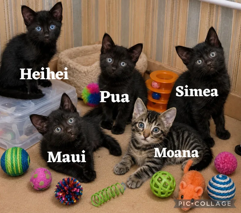 Maui