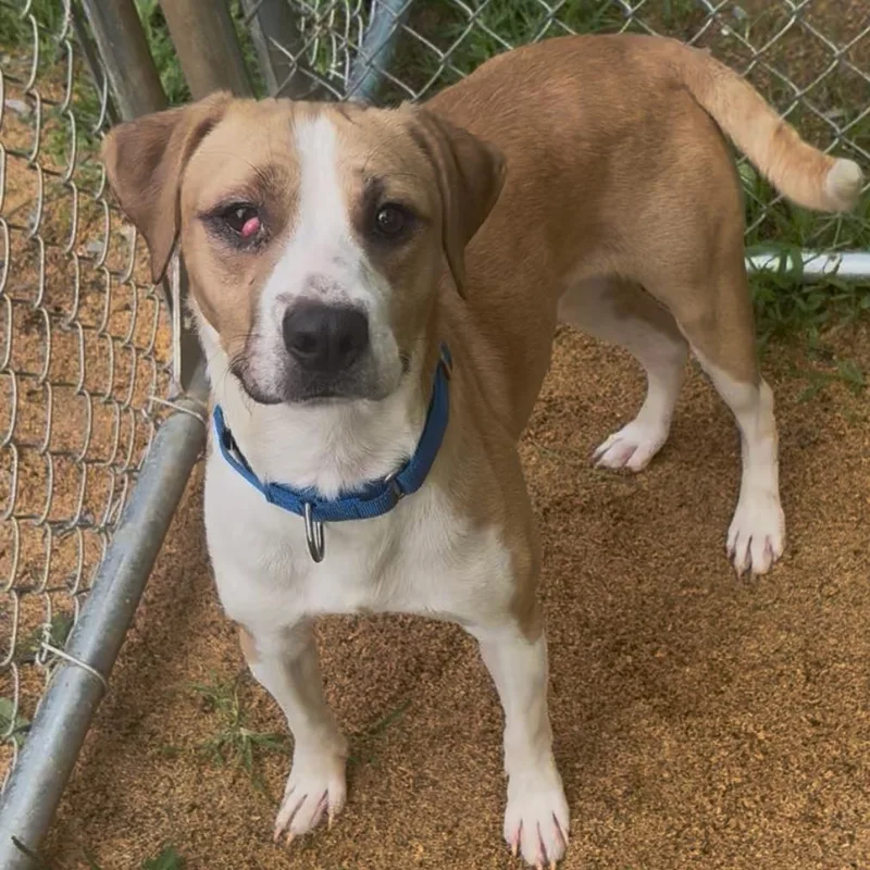 A young medium-sized male Yellow / Tan / Blond / Fawn Pit Bull Terrier dog named Hamish for adoption in Fairmont, WV