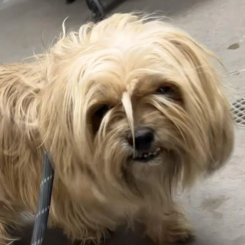 Benji