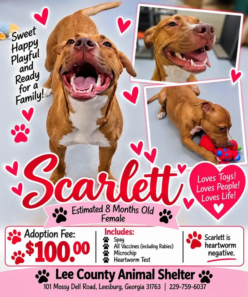 A young medium-sized female Brown / Chocolate Pit Bull Terrier dog named Scarlett for adoption in Leesburg, GA