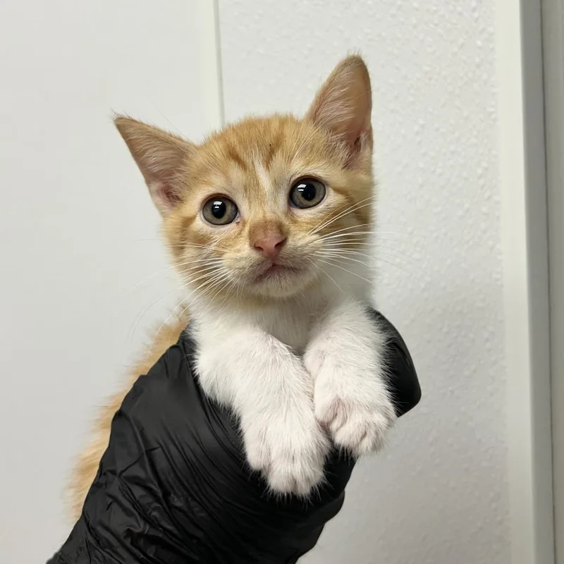 A baby small-sized female Orange / Red Domestic Short Hair cat named Vega for adoption in Abilene, TX