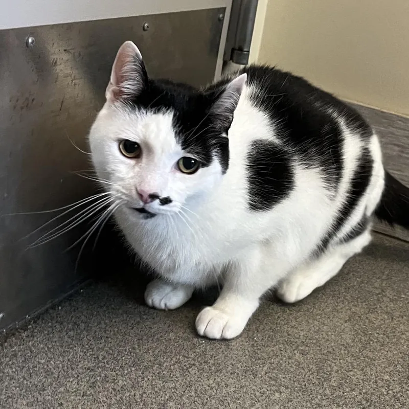 A senior large-sized male White Domestic Short Hair cat named Max for adoption in Concord, NH
