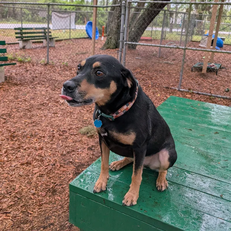 An adult large-sized male Black Rottweiler dog named Gizmo for adoption in St. Augustine, FL