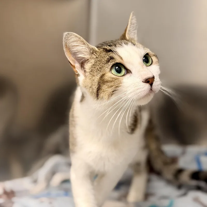 An adult medium-sized female Tabby (Brown / Chocolate) Domestic Short Hair cat named Darla for adoption in Manahawkin, NJ
