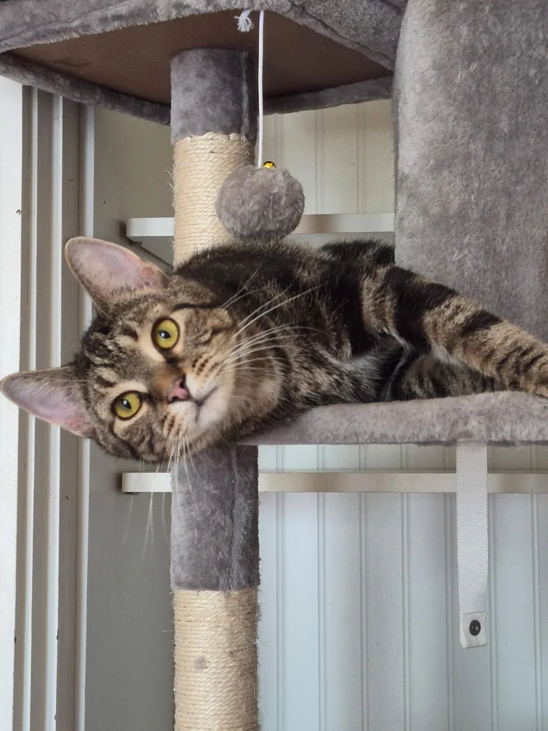An adult medium-sized male Domestic Short Hair cat named Mcfly for adoption in Evergreen, CO