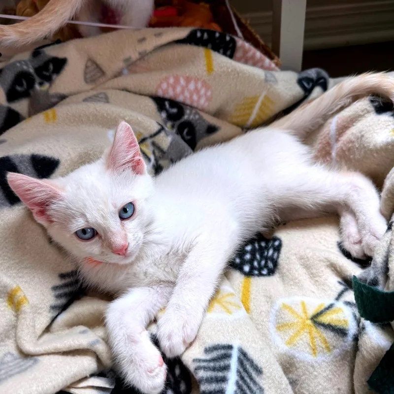 A baby small-sized male Flame Point Domestic Short Hair cat named Will for adoption in Escondido, CA