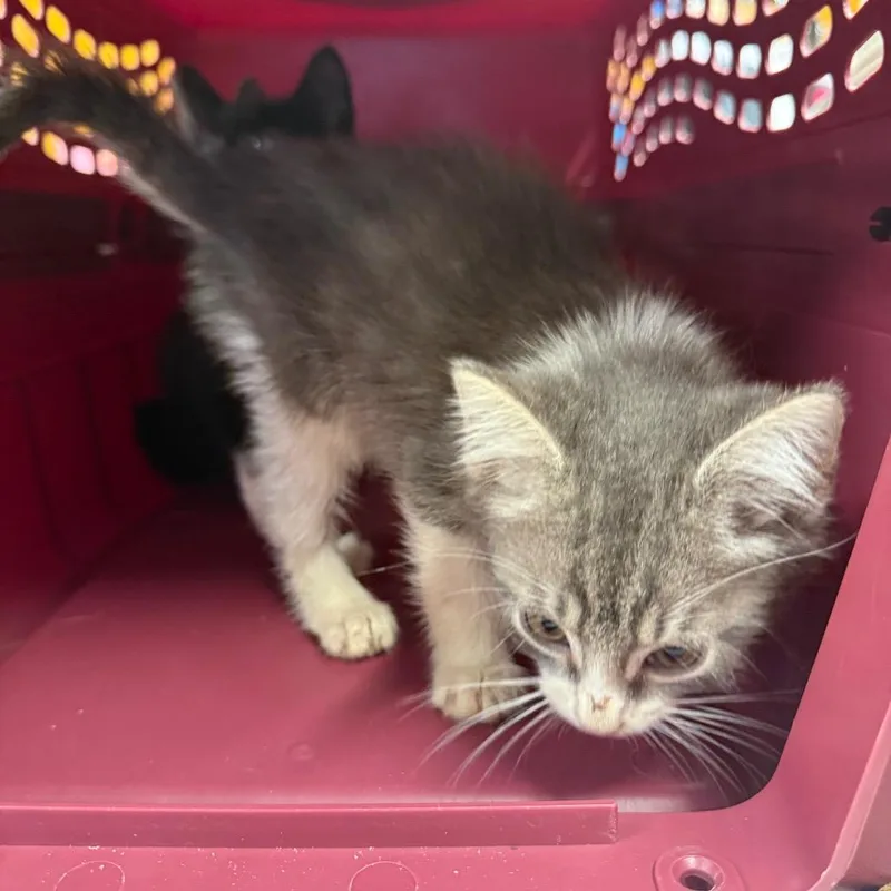A baby small-sized male Gray / Blue / Silver Domestic Medium Hair cat named Mushi for adoption in Ashtabula, OH