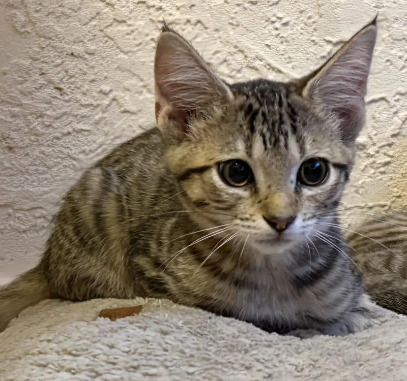 A baby medium-sized female Brown / Chocolate Domestic Short Hair cat named Matcha for adoption in Oviedo, FL