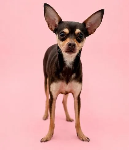 A young small-sized female Chihuahua dog named Karma for adoption in Bowling Green, KY