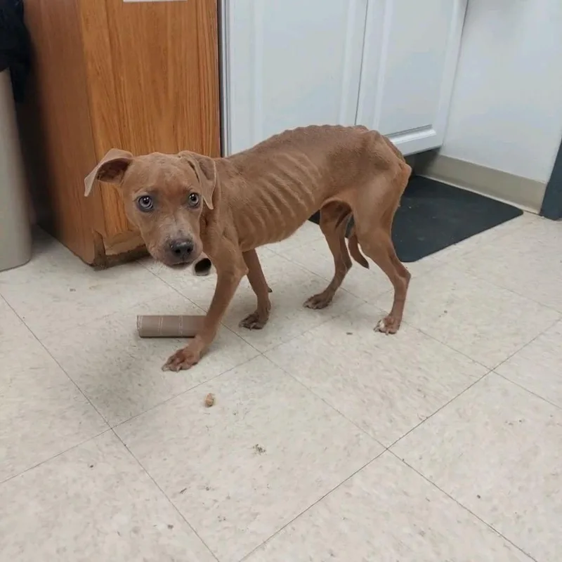 An adult medium-sized female Brown / Chocolate Mixed Breed dog named Stella for adoption in Ashtabula, OH