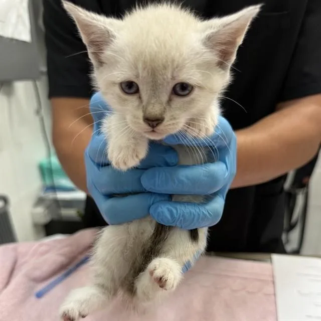 A baby small-sized female Domestic Short Hair cat named Crystal for adoption in Alameda, CA