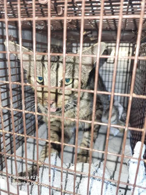 An adult medium-sized male Domestic Short Hair cat named A for adoption in San Antonio, TX
