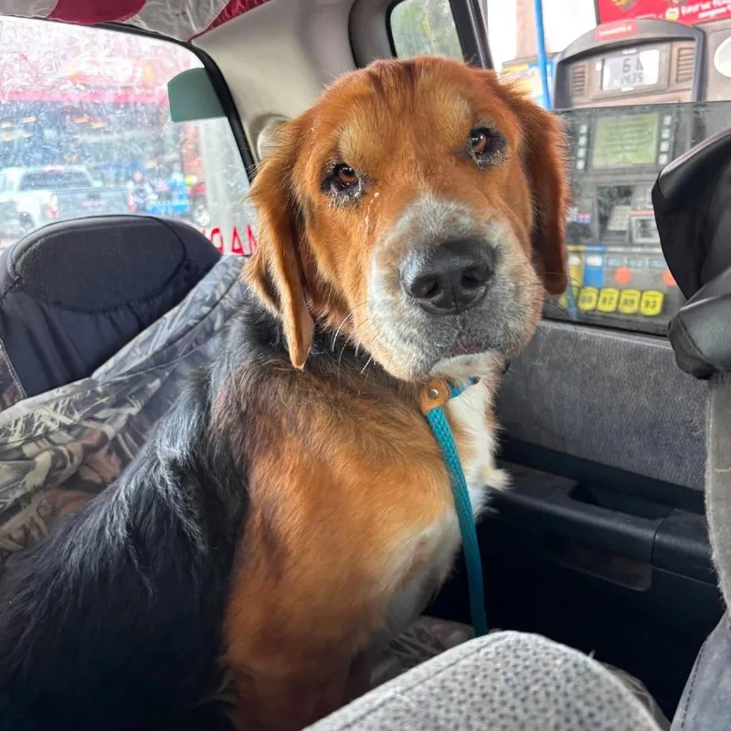 A senior medium-sized male Hound dog named Bear for adoption in Frederick, MD
