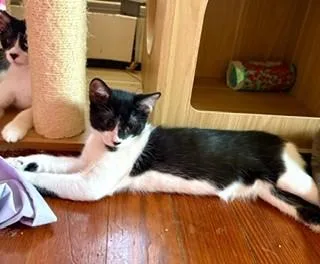 A baby small-sized female Black & White / Tuxedo Domestic Short Hair cat named BowTie for adoption in Hull, MA