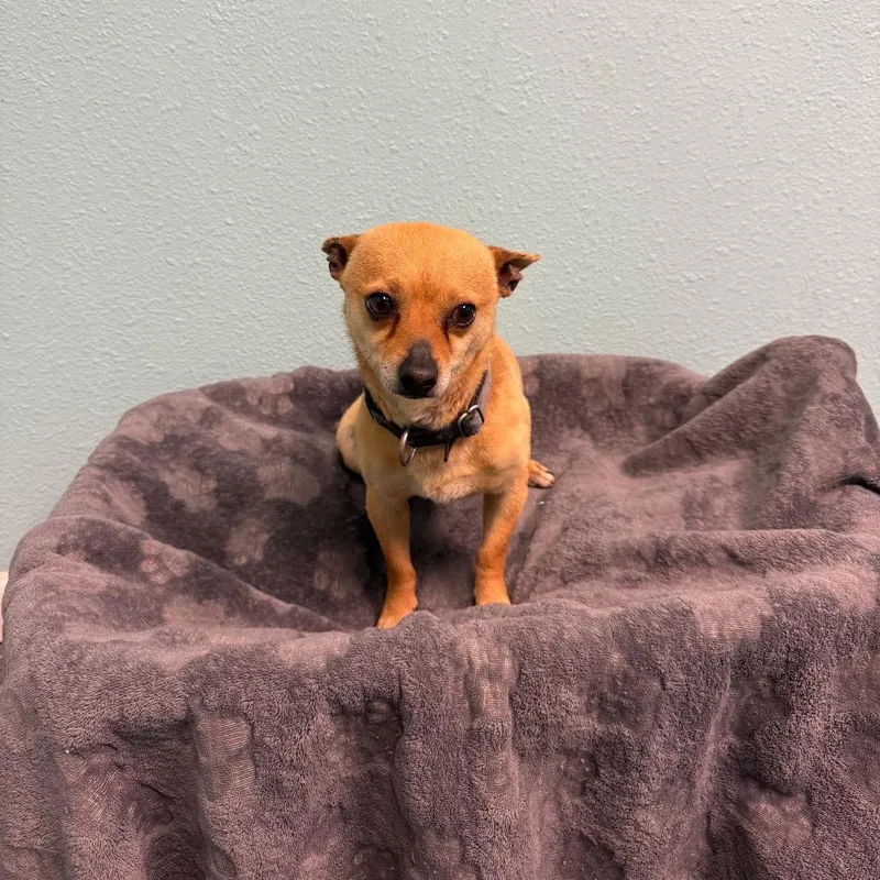 An adult small-sized male Brown / Chocolate Chihuahua dog named Papi for adoption in Fresno, CA