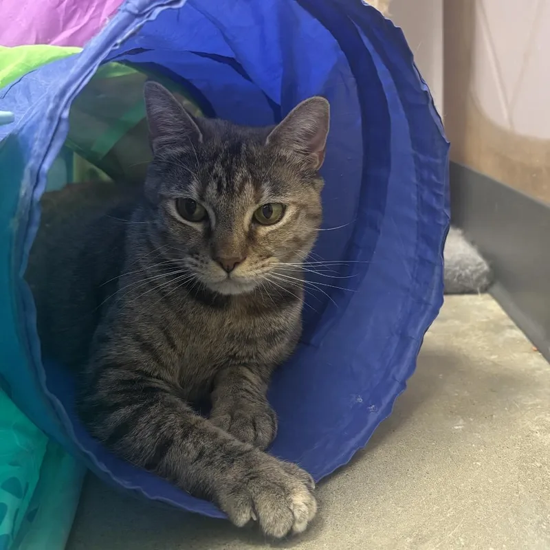 A young medium-sized female Gray / Blue / Silver Domestic Short Hair cat named Brandi for adoption in New York, NY