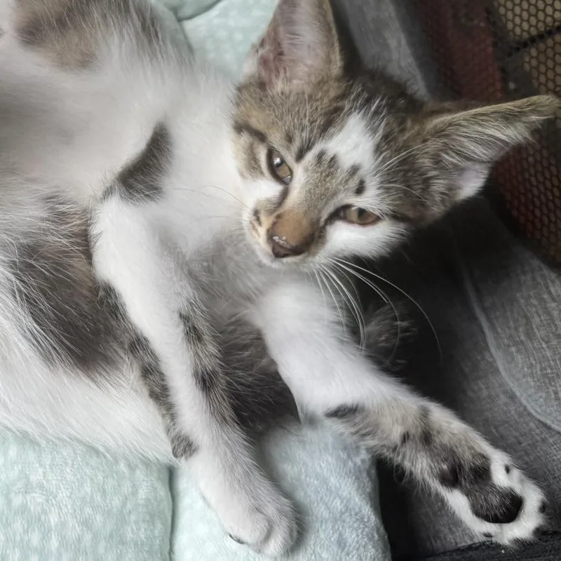 A baby small-sized male White Domestic Short Hair cat named Mike for adoption in West Palm Beach, FL