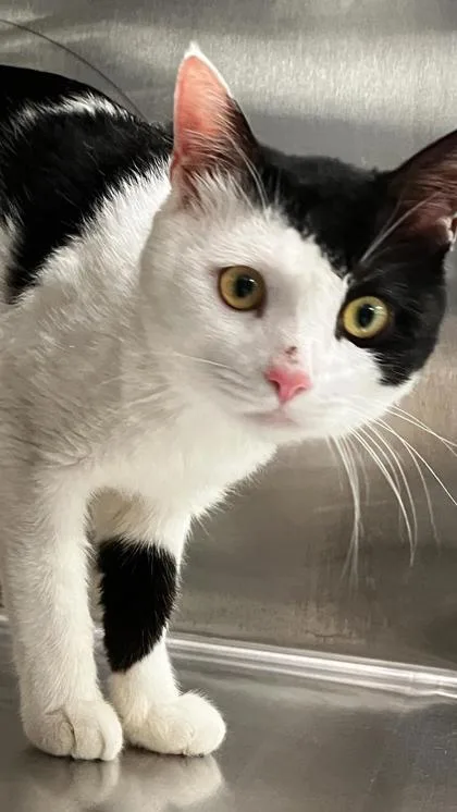An adult large-sized male Domestic Short Hair cat named Harold for adoption in Venice, FL