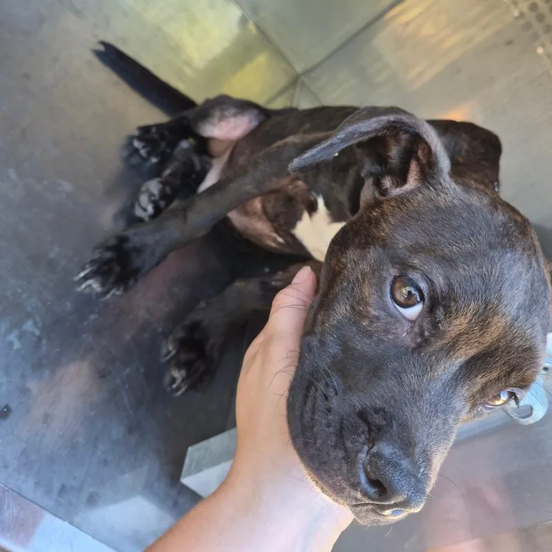 A baby small-sized male Black Mixed Breed dog named Straythavenue for adoption in Columbus, GA