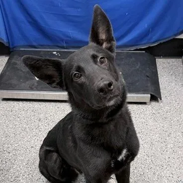 A young medium-sized male Black Shepherd dog named HACCStray for adoption in Henderson, NV