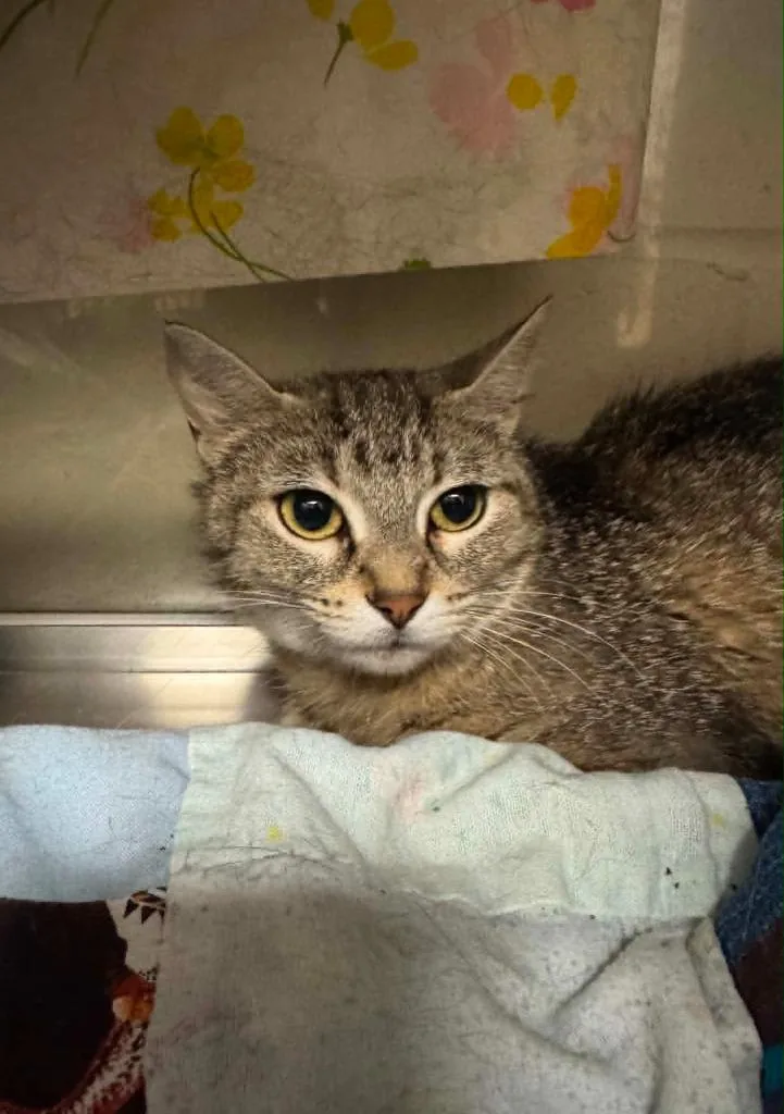 A young small-sized female Domestic Short Hair cat named ChaCha for adoption in Grand Forks, ND