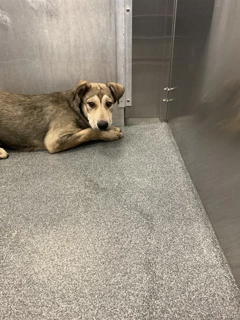 A young medium-sized male Mixed Breed dog named Camillo for adoption in Dallas, TX