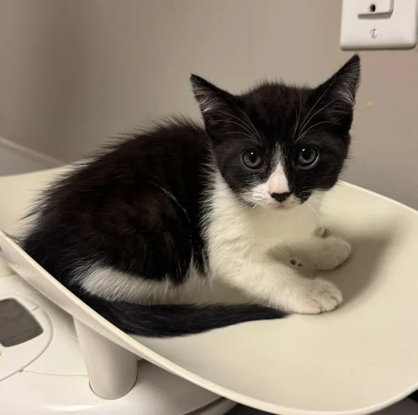 A baby medium-sized female Domestic Short Hair cat named Eleanor for adoption in Oakland, CA