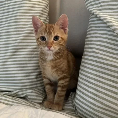 A baby medium-sized female Tabby (Orange / Red) Domestic Short Hair cat named Ophelia for adoption in Maitland, FL