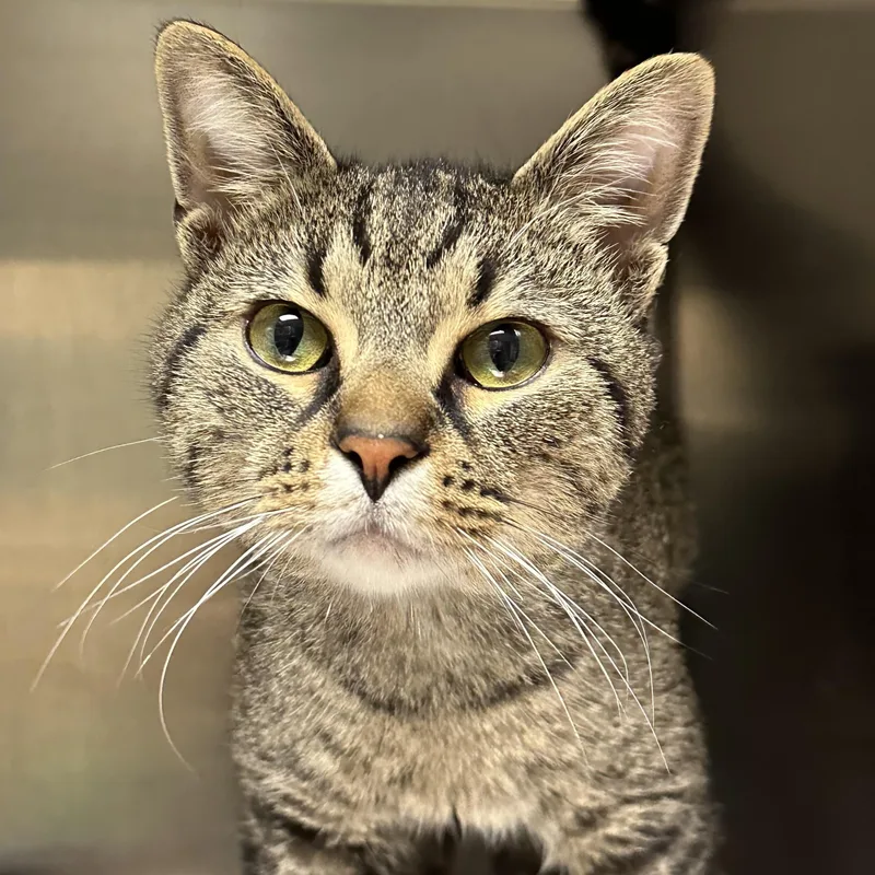 An adult medium-sized male Tabby (Brown / Chocolate) Domestic Short Hair cat named Malcolm for adoption in Elyria, OH