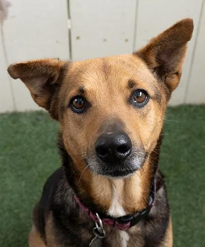 A senior medium-sized female Black Shepherd dog named Miss Plankton for adoption in Encinitas, CA