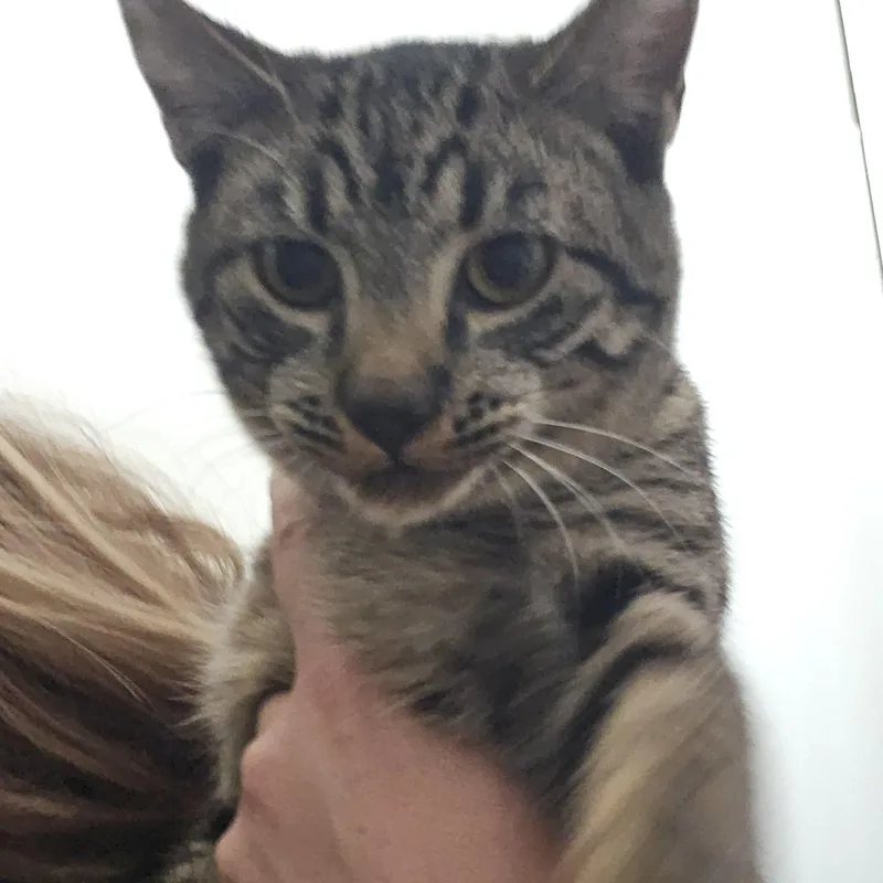 A baby medium-sized male Domestic Short Hair cat named Bob for adoption in The Dalles, OR
