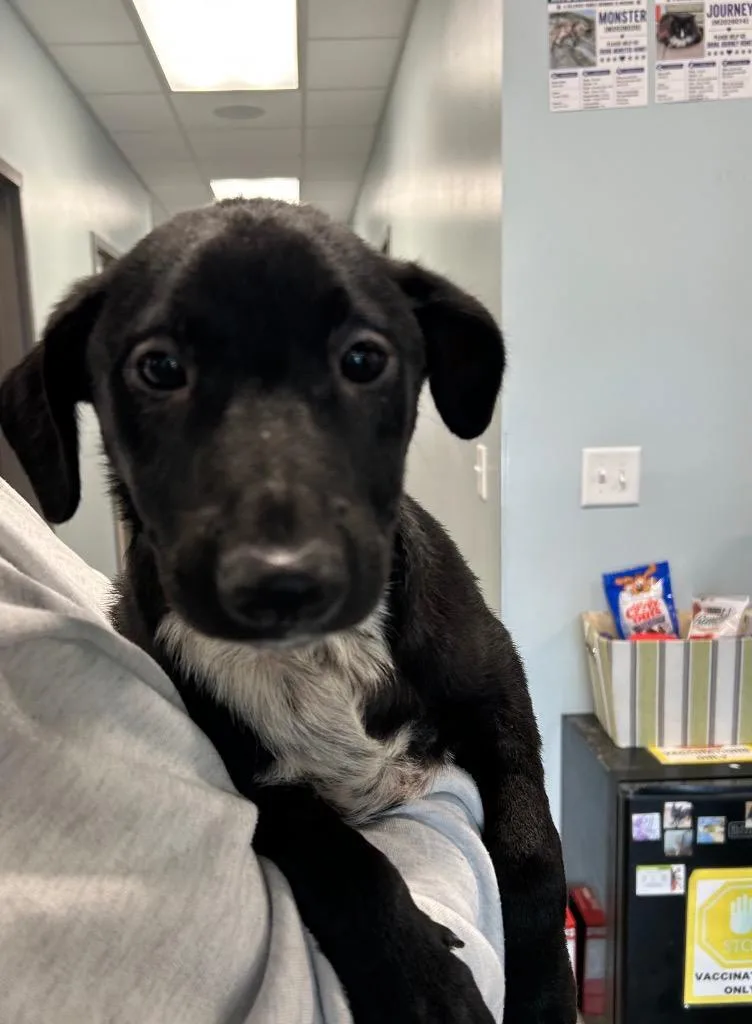 A baby medium-sized male Labrador Retriever dog named Hunter for adoption in Gautier, MS