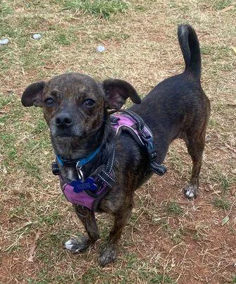 A young small-sized male Chihuahua dog named Kong for adoption in Hillsborough , NC