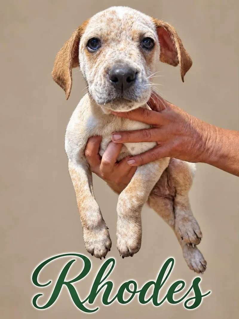 A baby medium-sized male Australian Cattle Dog / Blue Heeler dog named Rhodes for adoption in Manchester, CT