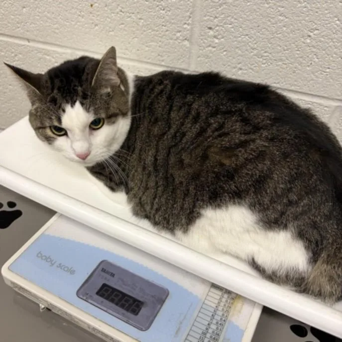 An adult small-sized female Domestic Short Hair cat named Princess Noodle for adoption in Derwood, MD
