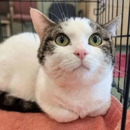 An adult medium-sized female Chocolate Point Domestic Short Hair cat named Raja for adoption in Dubuque, IA